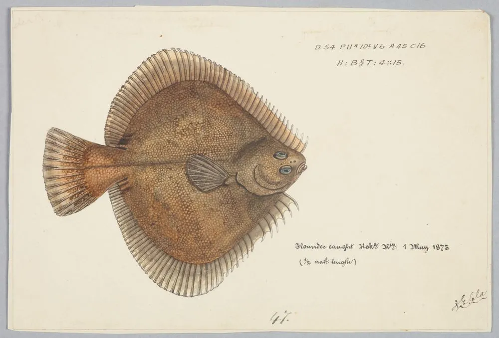 Rhombosolea plebeia (NZ) : Sand flounder