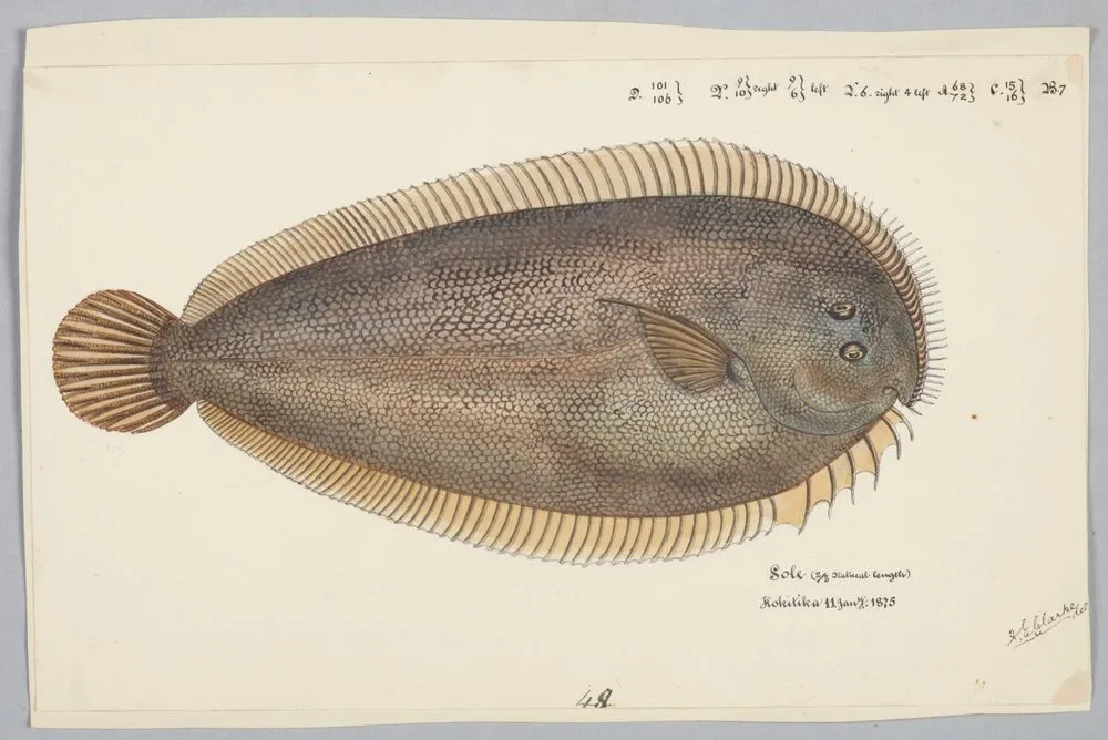 Peltorhamphus novaezeelandiae (NZ) : New Zealand sole