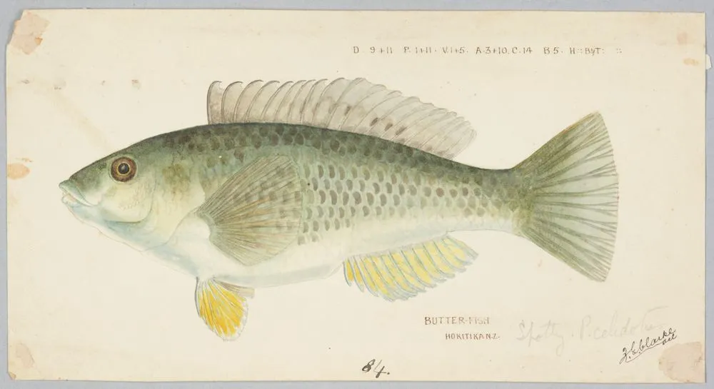 Notolabrus celidotus (NZ) : Wrasse