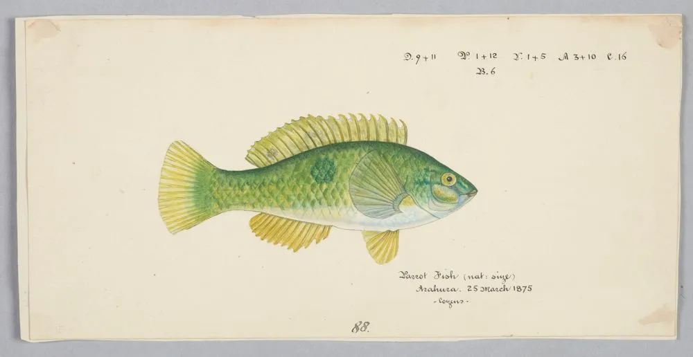 Notolabrus celidotus (NZ) : Wrasse