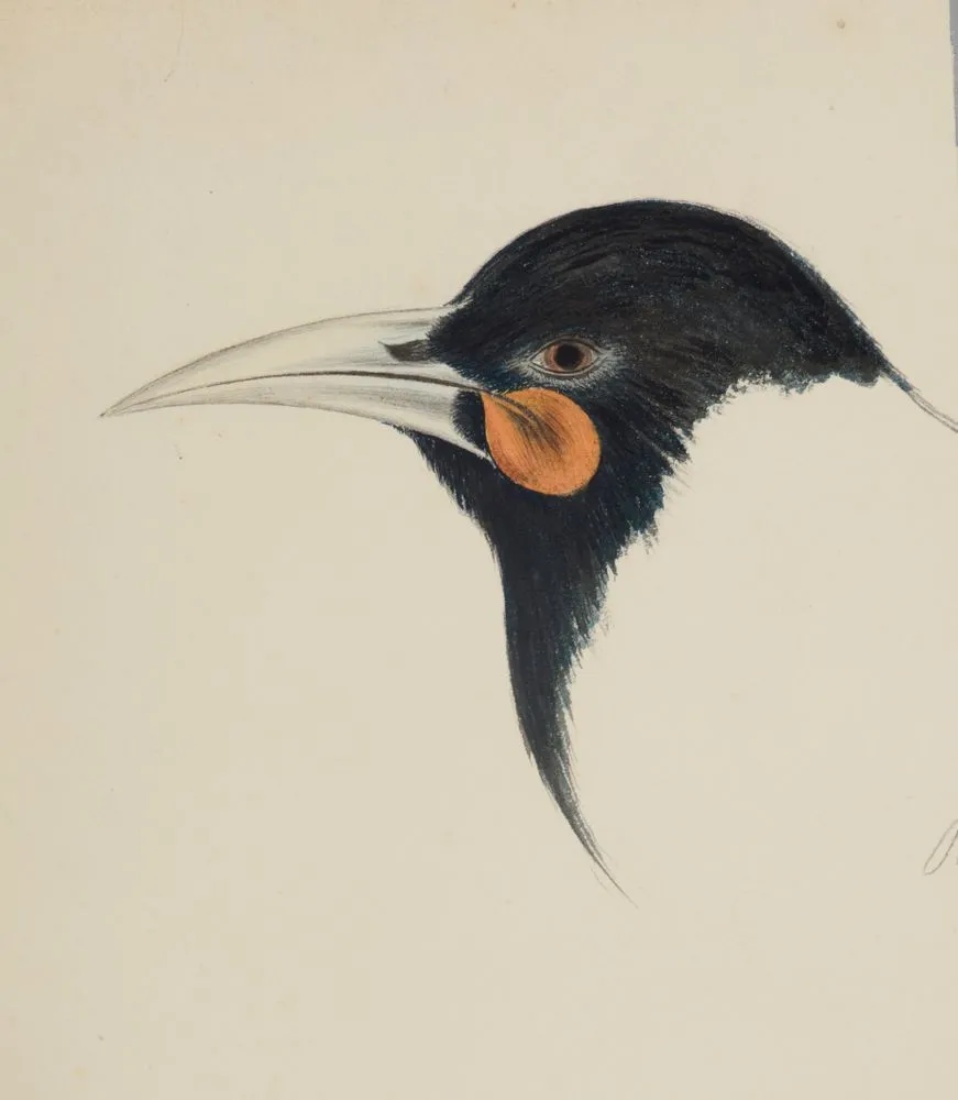 Huia bird (head)