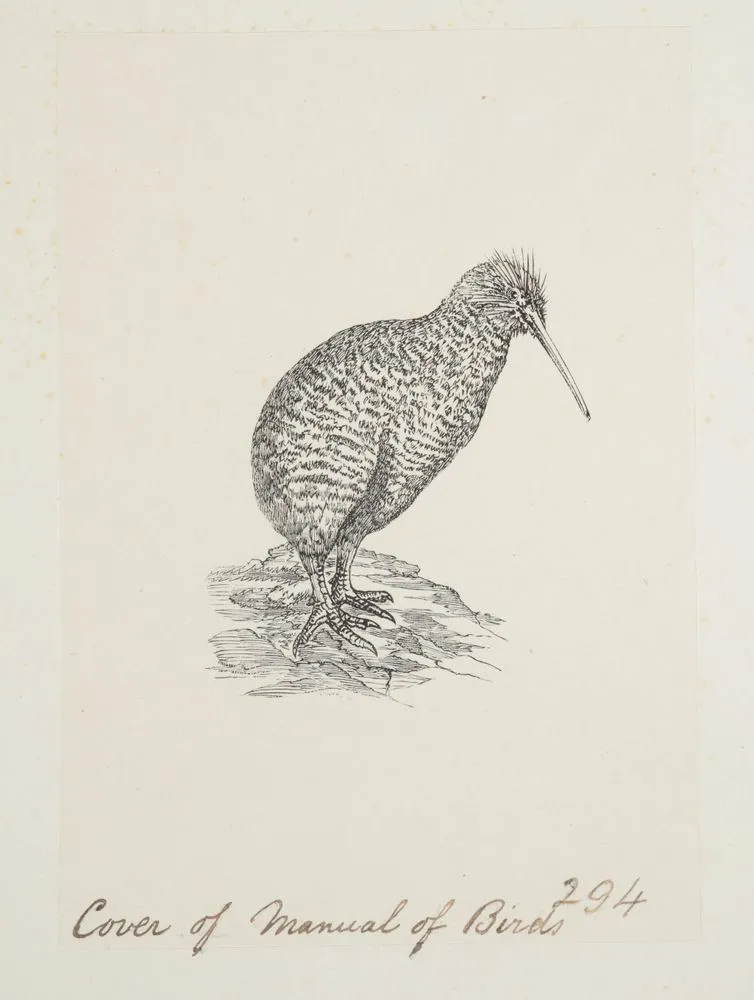 Cover of Manual of birds (Little spotted kiwi)