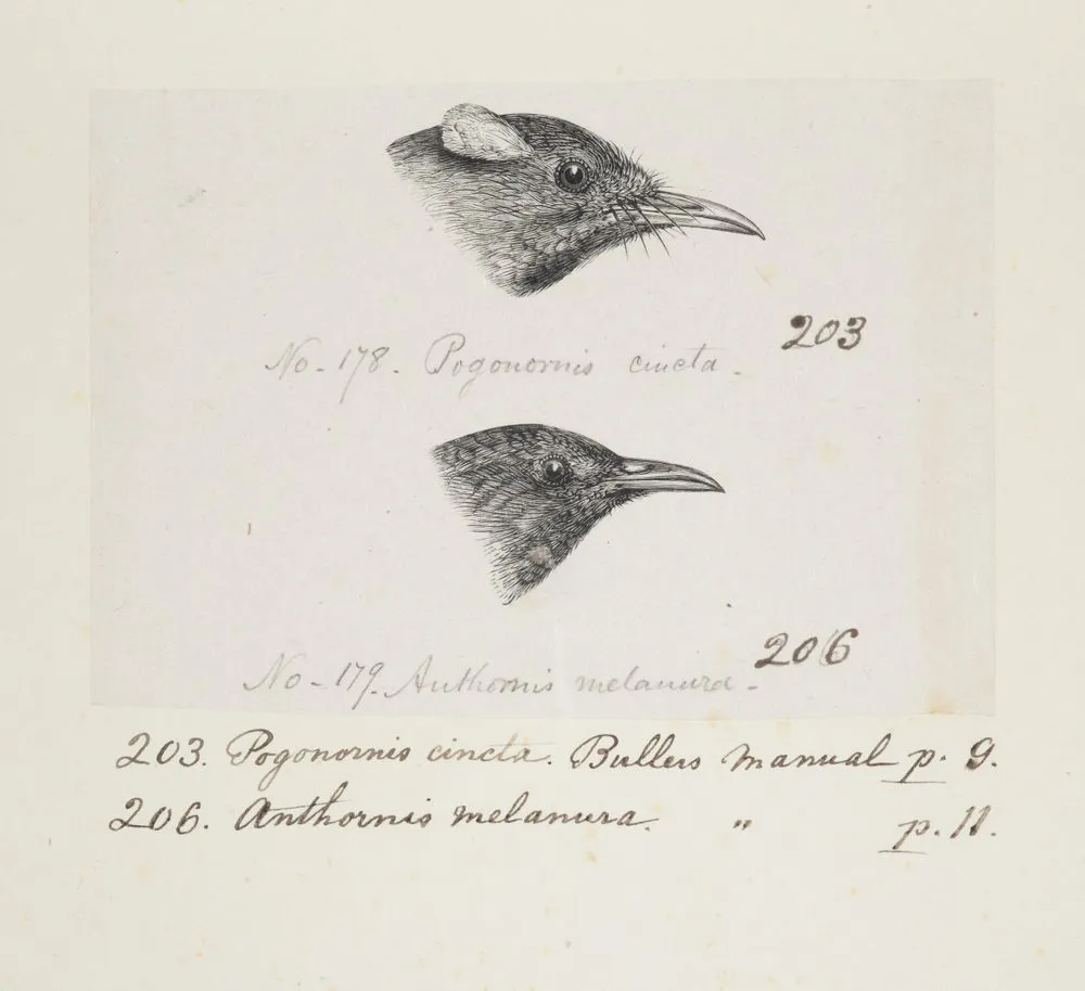 Pogonornis cinta. Anthornis melanura. (Now known as Notiomystis cincta (Stitch-bird) . Anthornis melanura (Bellbird).