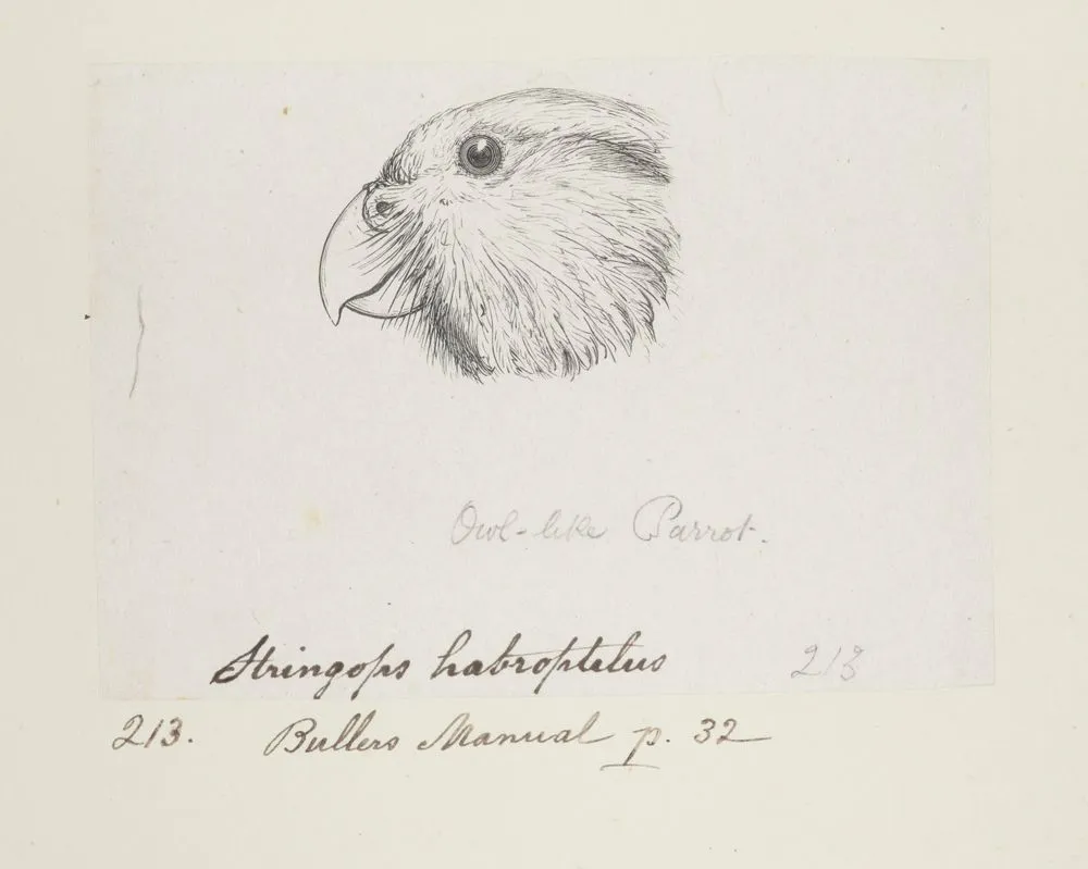 Strigops habroptilus (Kakapo). Owl-like parrot. Formerly Stringops habroptilus