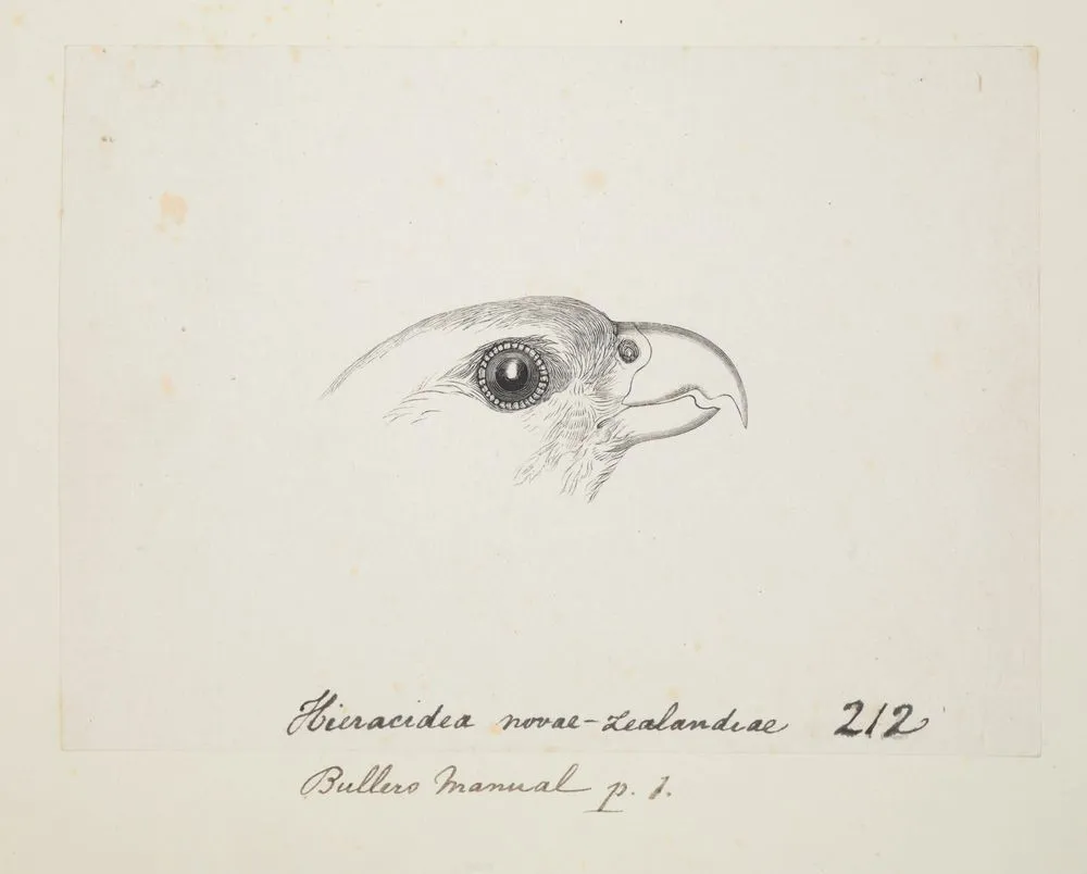 Falco novaeseelandiae (New Zealand falcon). Formerly Hieracidea novae zelandiae (Quail hawk)
