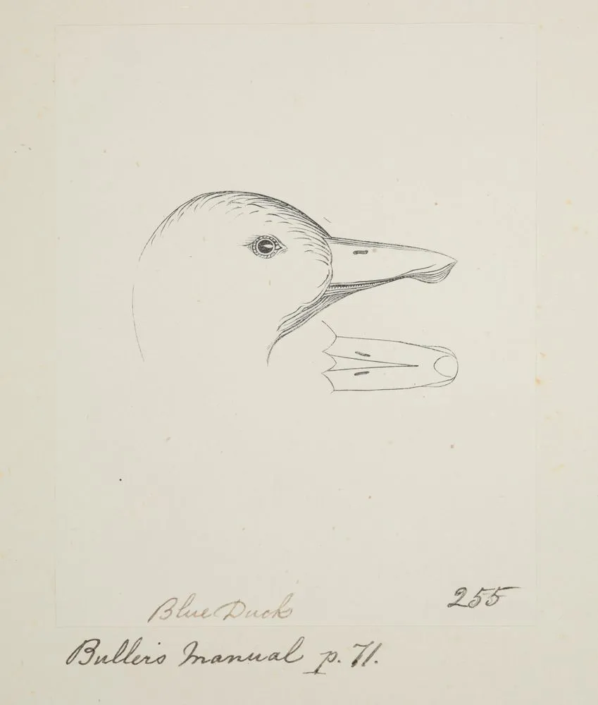Blue duck. (Hymenolaimus malacorhynchus)