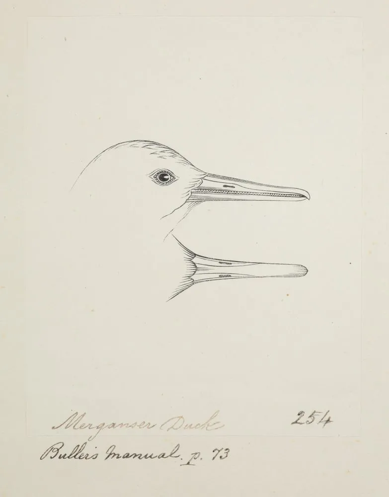Merganser duck. (Mergus australis, New Zealand merganser)