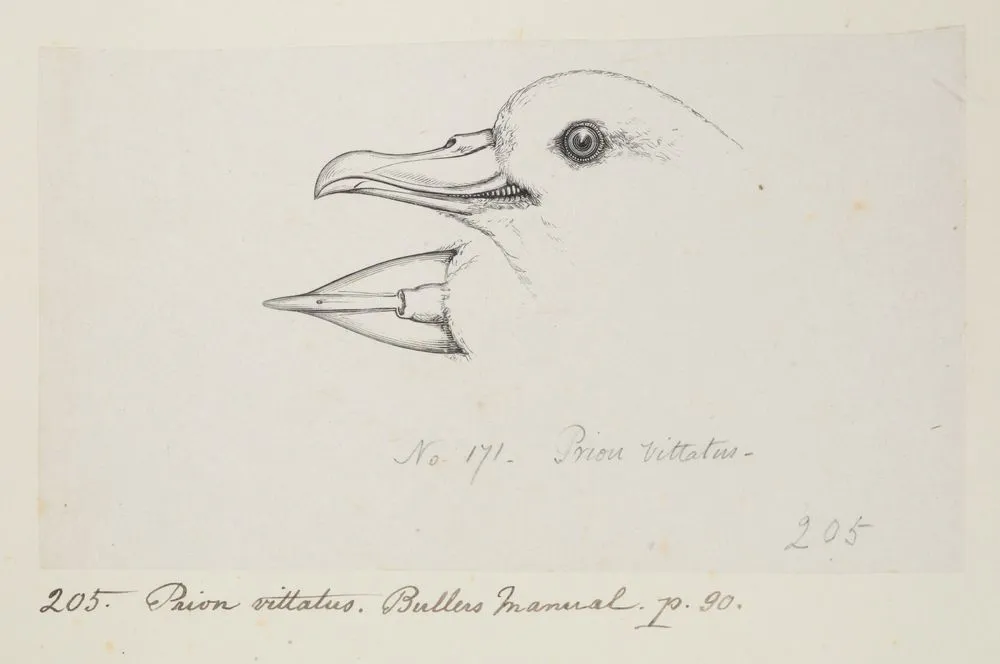 Prion vittatus. (Now known as Pachyptila vittata (broad-billed prion)
