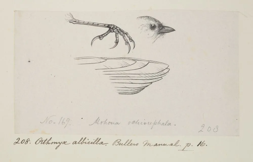 Mohoua ochiocephala. (Now known as Mohoua ochrocephala ( yellowhead)