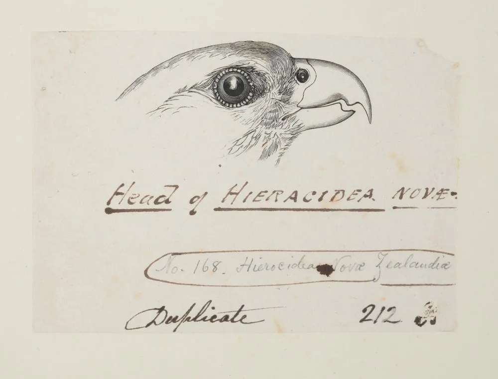 Head of Hieracidea Novæ - Zelandiæ. (Now known as Falco novaeseelandiae (New Zealand falcon).