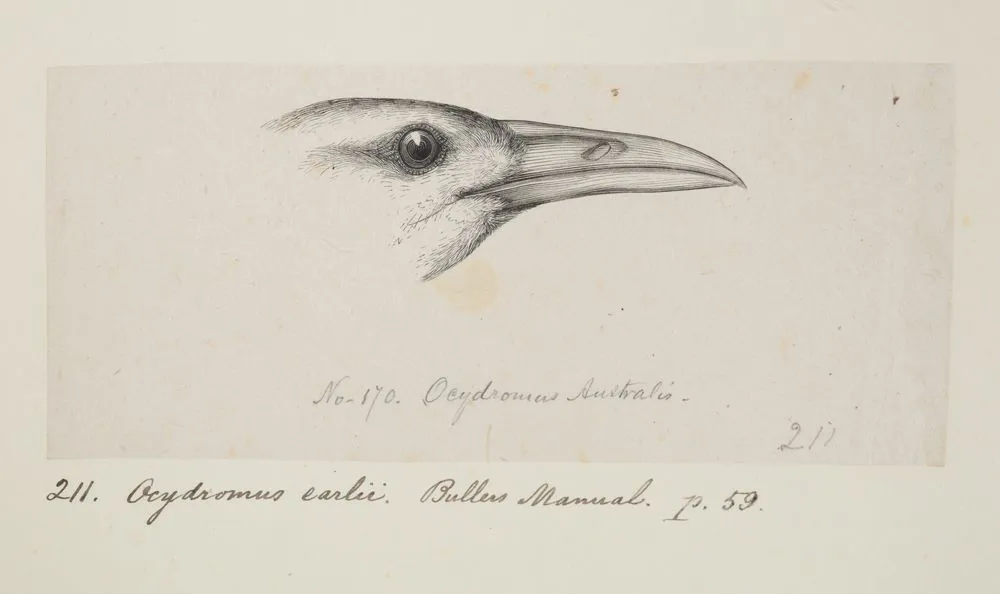 Ocydromus Australis. (Now known as Gallirallus australis australis (South Island weka)