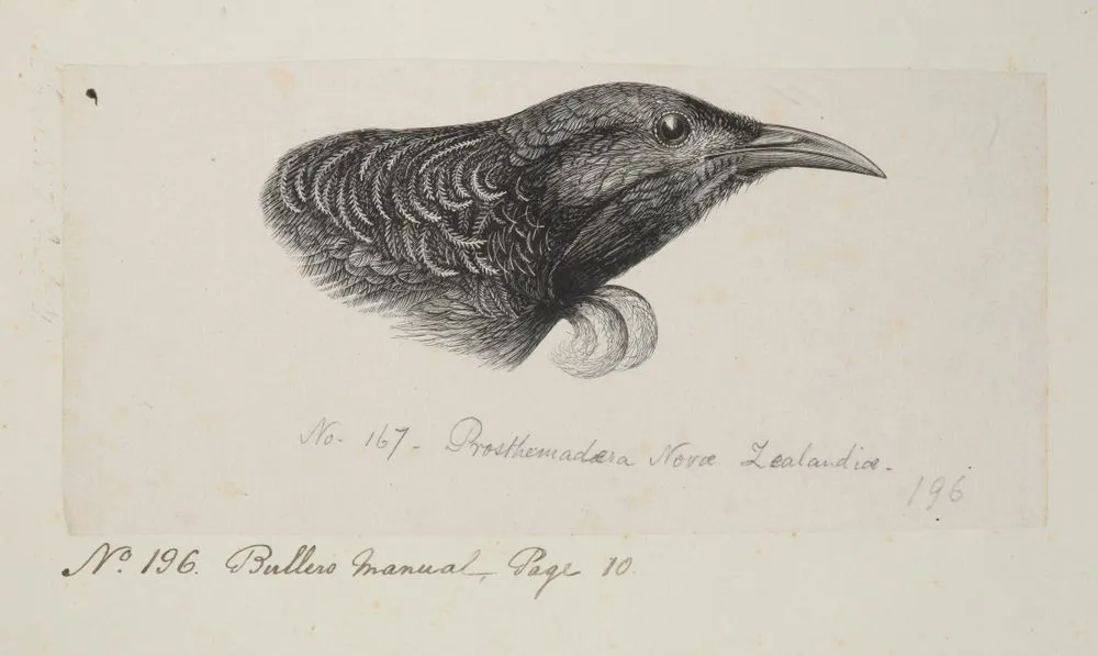 Prosthemadera Novae Zealandiae. (Now known as Prosthemadera novaeseelandiae (tui)