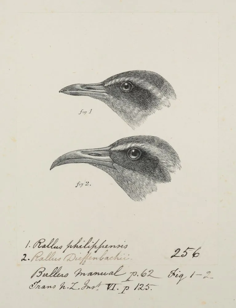 Gallirallus philippensis (Banded rail) . Gallirallus dieffenbachii (Dieffenbach's rail). Previously titled Rallus philippensis ( Buff-banded rail) / Rallus Dieffenbachii ( Chatham Islands Rail)