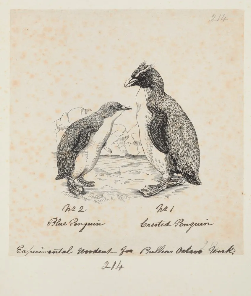 Eudyptula minor (Little penguin). Crested penguin. Formerly Blue penguin. Crested penguin.