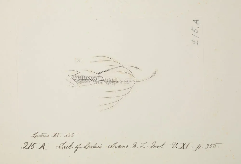 Tail of skua Stercorarius sp.