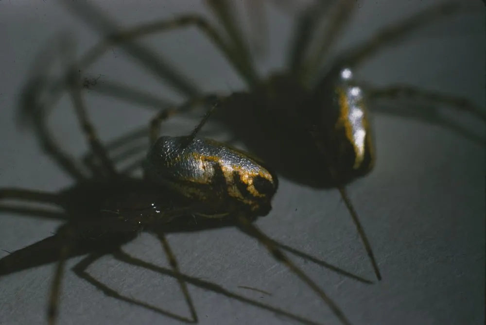 Mercury Spiders from Mason Wasps Nest