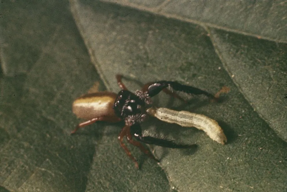 Trite, the Leaping Spider, Eating Small Caterpillar