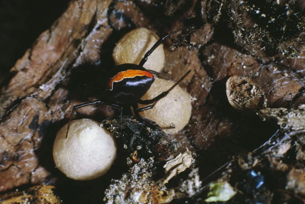 Katipo Spider with 3 Egg Sacs