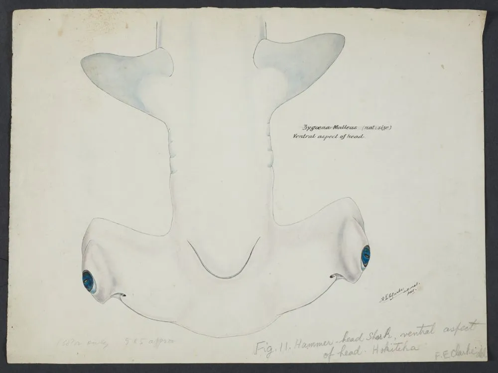 Sphyrna zygaena (NZ) - Hammerhead shark, head ventral aspect