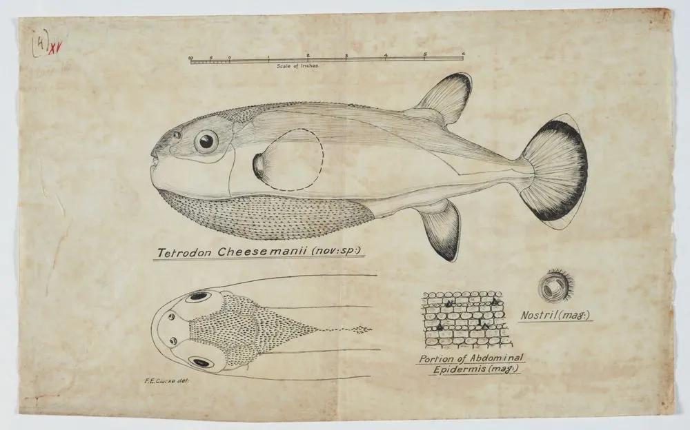 Tetraodon cheesmanii : Pufferfish