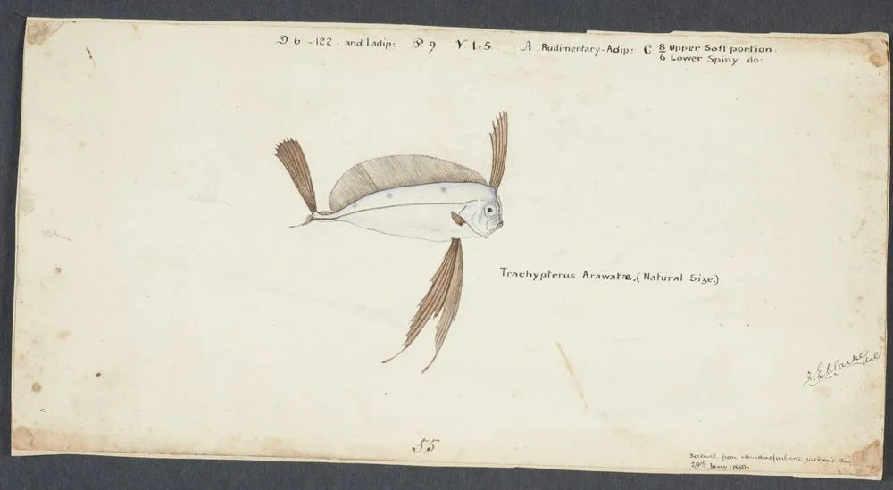 Trachipterus trachypterus (NZ) : Ribbonfish