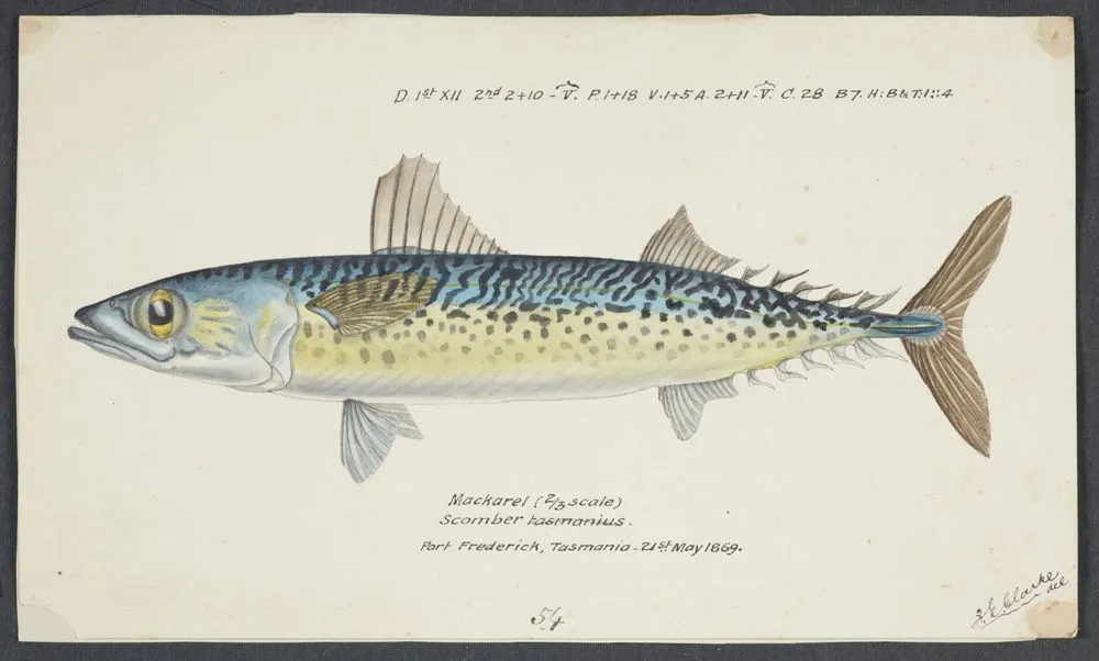 Scomber australasicus (Tas) : Blue mackerel