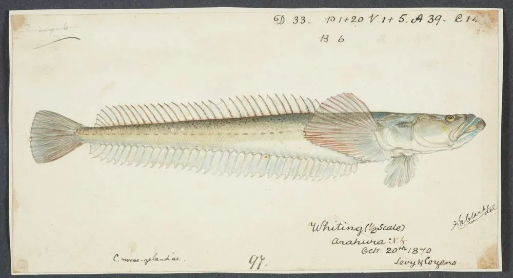 Crapatulus novaezealandiae (NZ): Sand stargazer