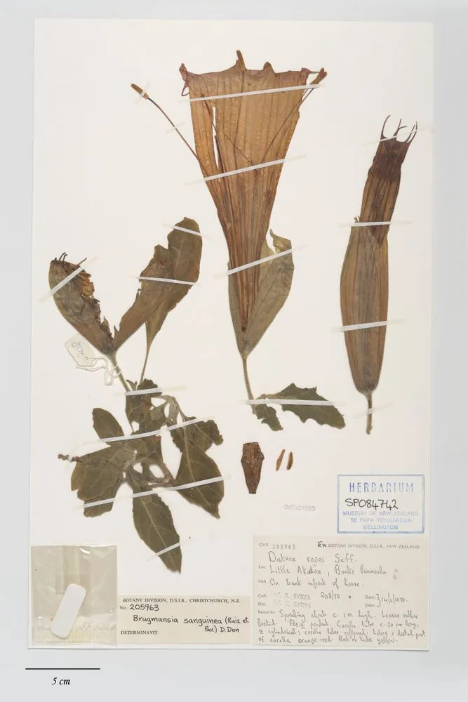 Brugmansia sanguinea (Ruiz & Pav.) D.Don