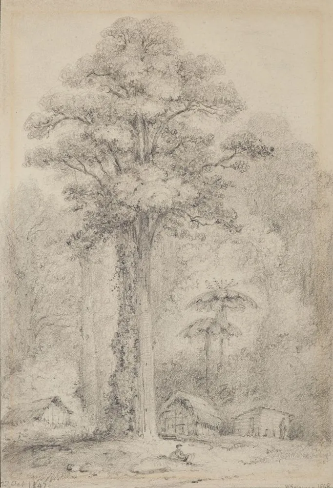 White pine, Stokes Valley, Upper Hutt.