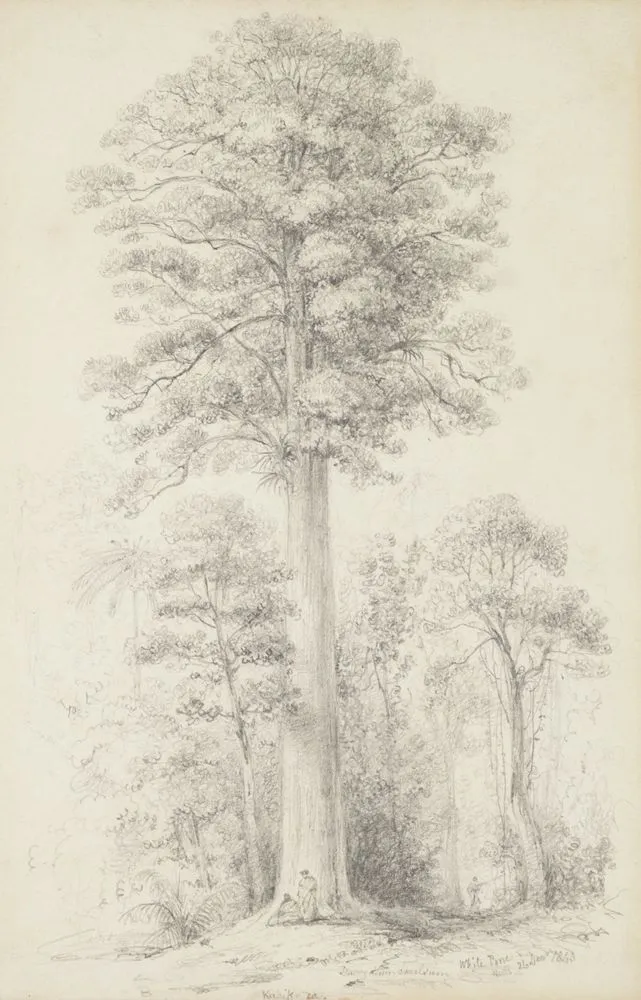 White pine