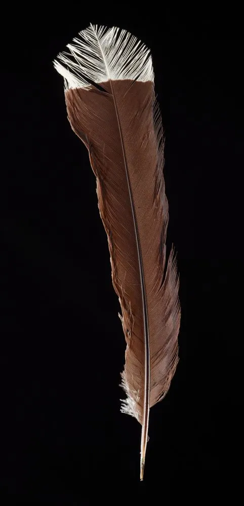 Kōtore huia (Huia bird tail feather/s)