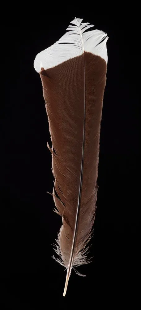 Huia feather