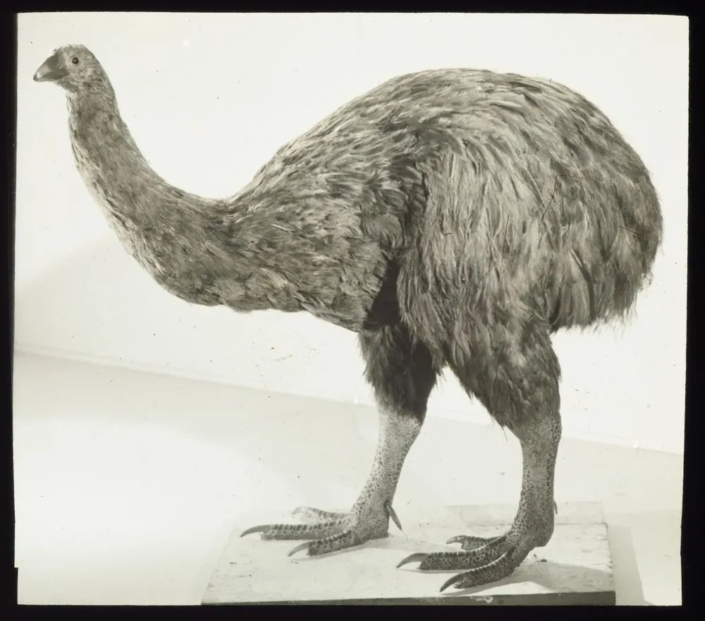 New Zealand Birds : Megalapteryx (Moa) species