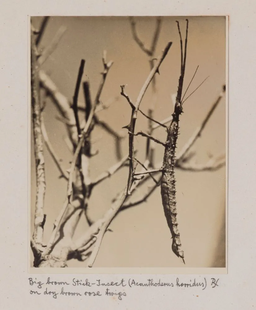 Big brown stick-insect (Acanthoderus horridus) on dry brown rose twigs. From the portfolio: Untitled (insects)