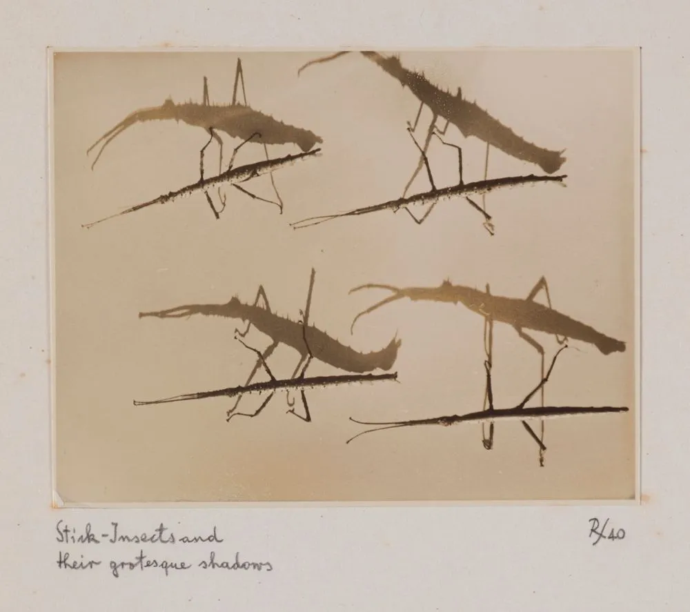 Stick insects and their grotesque shadows. From the portfolio: Untitled (insects)