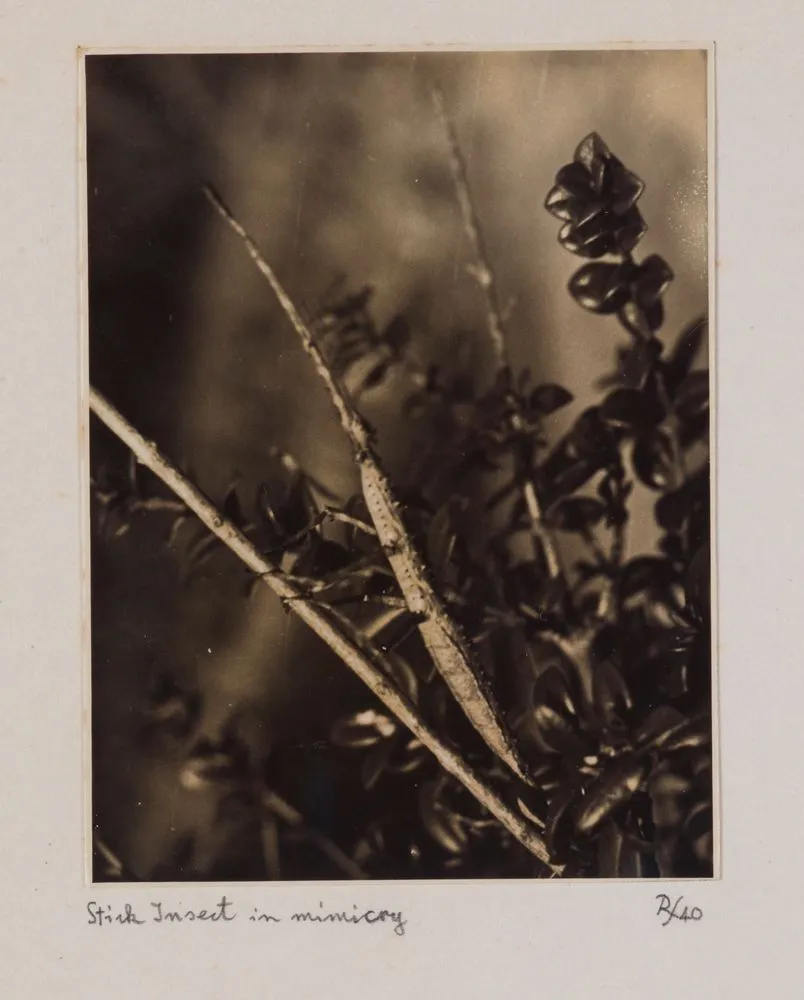 Stick insect in mimicry. From the portfolio: Untitled (insects)