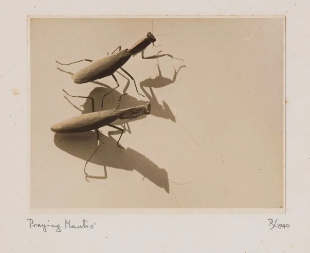 Praying Mantis'. From the portfolio: Untitled (insects)