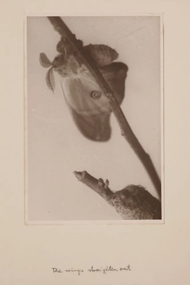 [Hatching moth]. From the portfolio: Birth of a Beauty: The Hatching of the Emperor Gum Moth Antheraea eucalypti