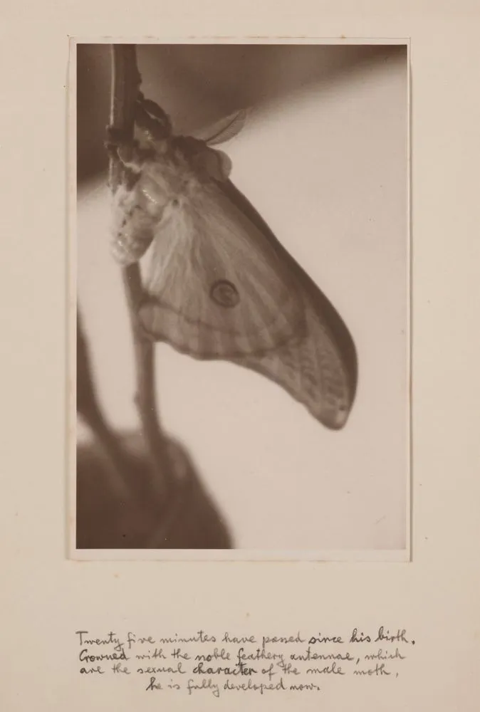 [Hatching moth]. From the portfolio: Birth of a Beauty: The Hatching of the Emperor Gum Moth Antheraea eucalypti