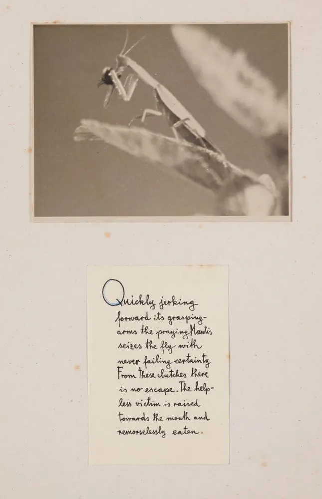 [Praying mantis and fly]. From the portfolio: A Sham Saint or the story of the sad end of a Blue Bottle Fly