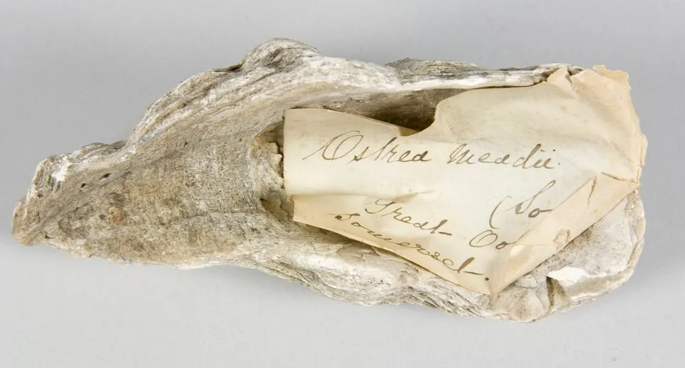 Fossil of Ostrea meadii (large bivalve mollusc).