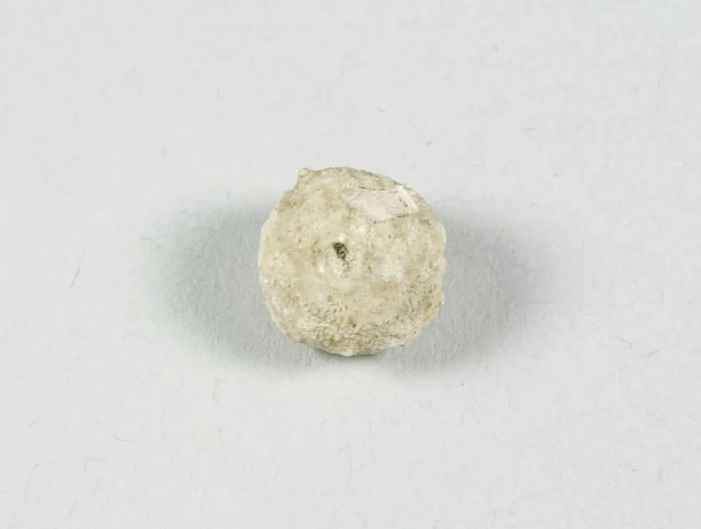 Fossil Urchin (small).