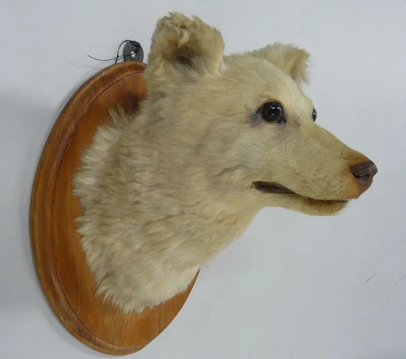 Kuri, Canis lupus familiaris