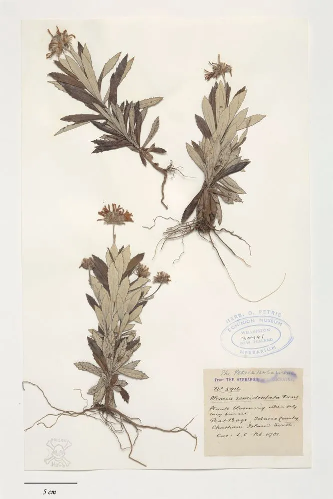 Hangatare, Olearia semidentata Decne.