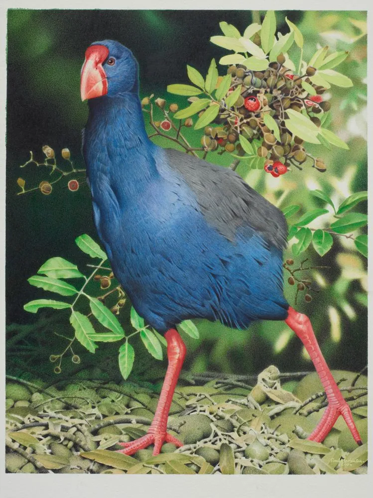 Moho. Porphyrio mantelli. From the series: Extinct Birds of New Zealand.