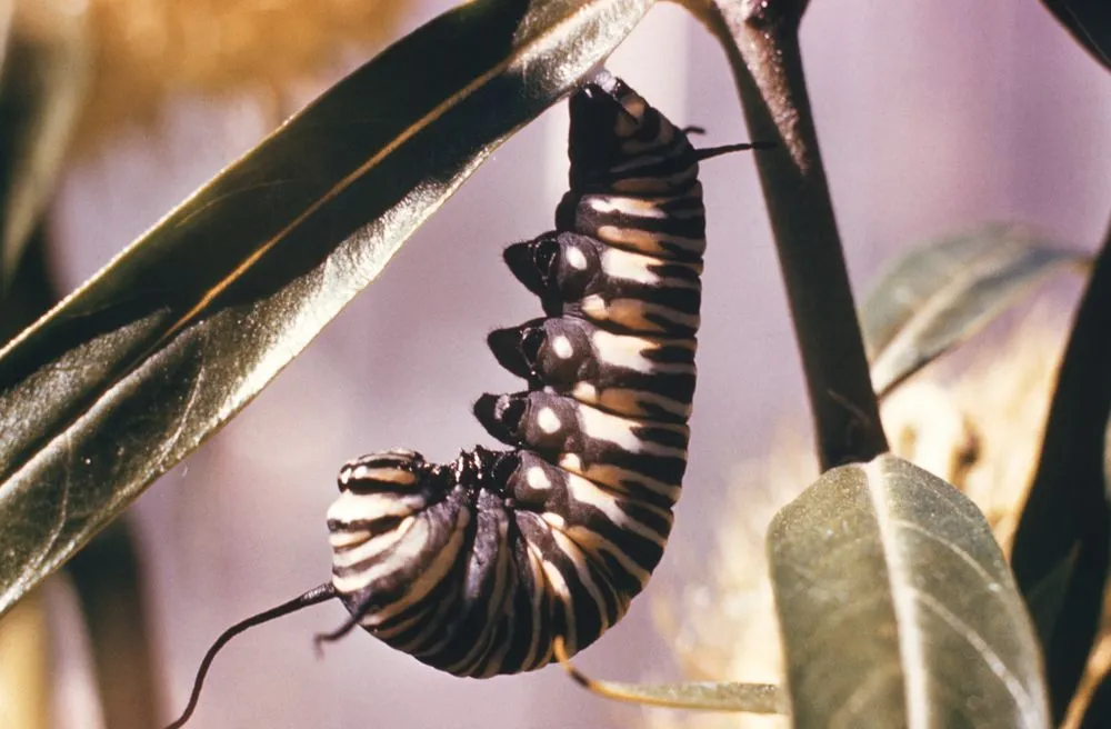 Monarch Caterpillar Hanging Down to Pupate