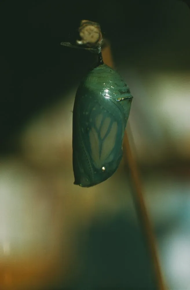 After 23 Days the Chrysalis Darkens, Wings Show Through
