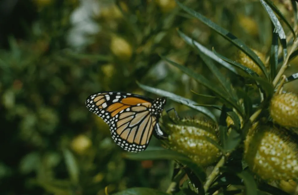 Monarch Butterfly laying eggs on leaves and seed pods of swan plant
