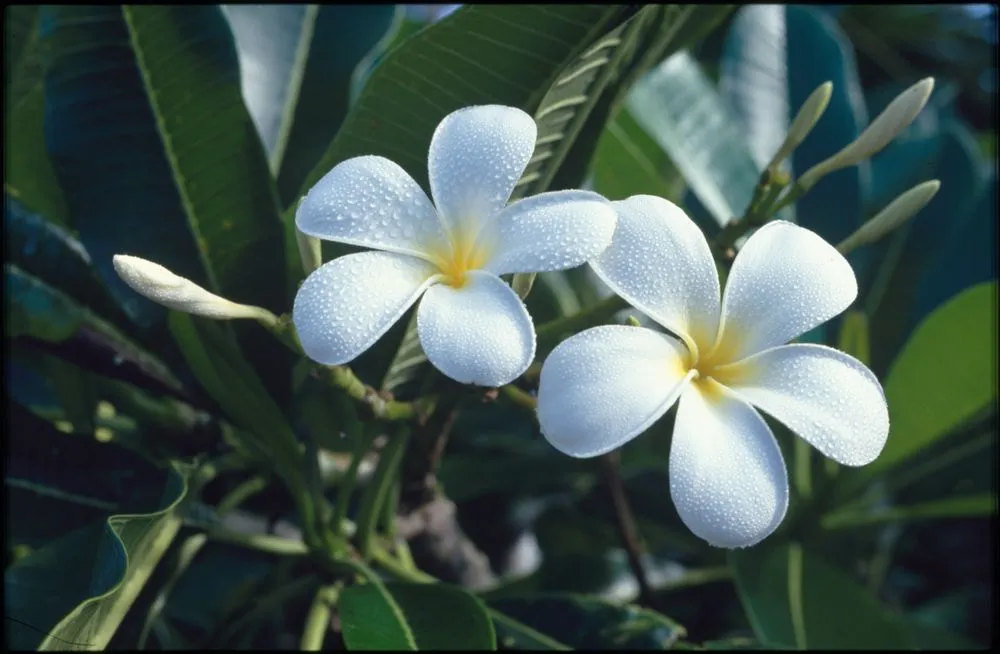 Frangipani and leaves