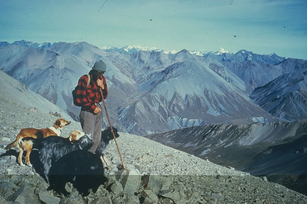 Sheep musterer and dogs, New Zealand